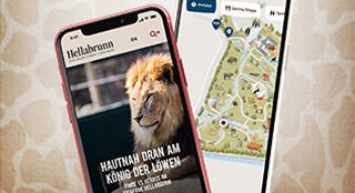 Löwe im Zoo als mobile Darstellung
